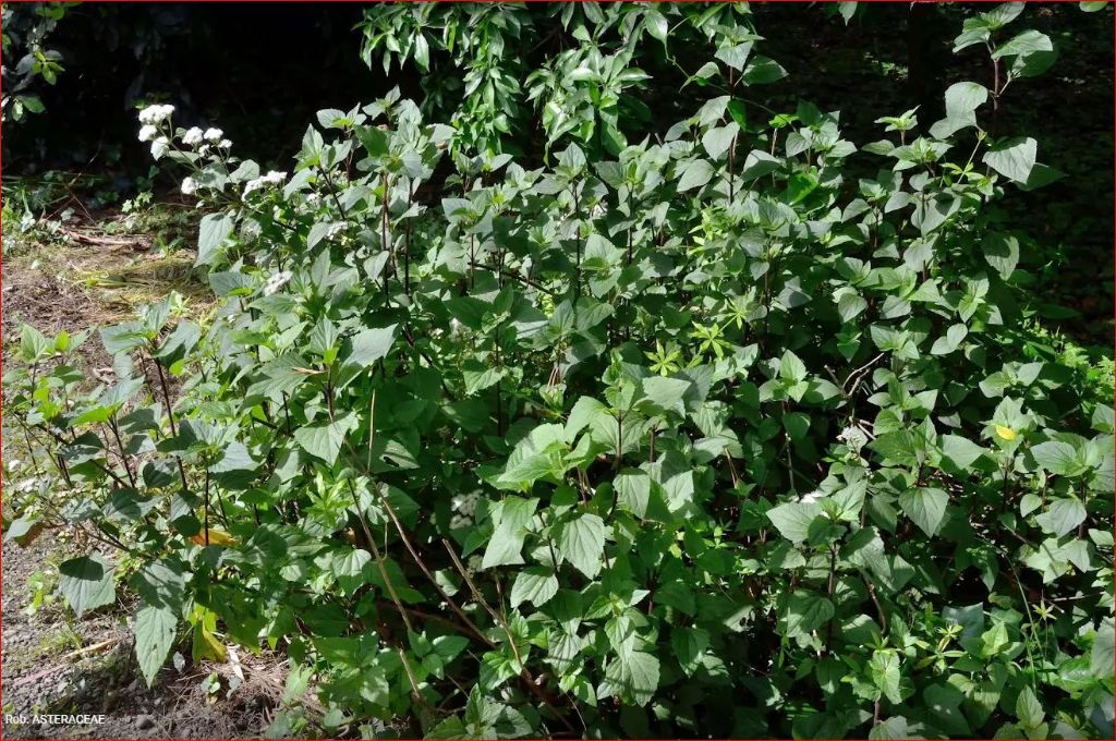 Ageratina adenophora? No, Ageratina havanensis